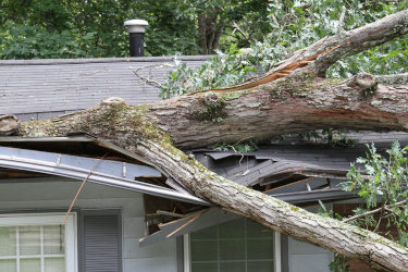 Removing damaged tree