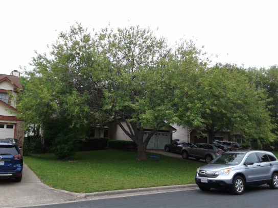 tree trimming before and after - before