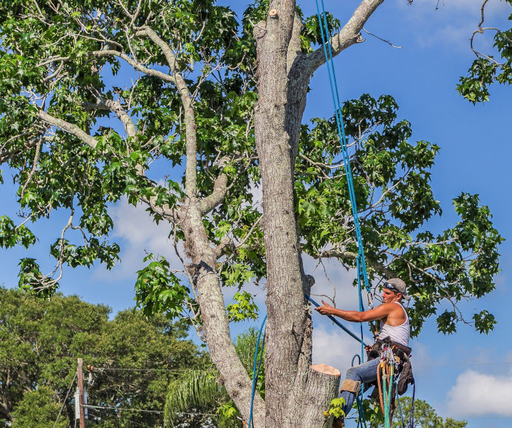 Tbest tree trimming service